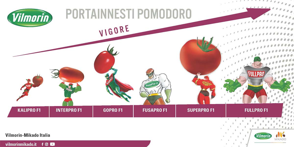 Portinnesti Vilmorin-Mikado: soluzione su misura per ogni coltivazione di pomodoro